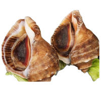 新鲜大海螺 现捕现发 顺丰冷链 需3斤起拍 （一斤4-5个）