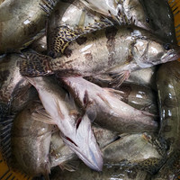 微山湖原生态新鲜鳜鱼鲜活桂鱼活鱼冷冻生鲜季花桂花鳌花鱼淡水鱼