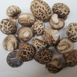 花菇哥 特产冬花菇500g-直径1.3~3cm香菇