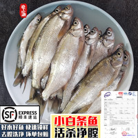 云映渔舟 微山湖生态野捕小白条鱼(净膛) 活鱼现杀翘嘴鱼刁子新鲜淡水河鱼 20公分以上翘嘴(一斤5-8条) 4斤(杀完损耗15%)