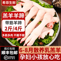 希菲 4斤多筋多肉羔带筋羊蹄农家散养白羊蹄绵羊蹄花羊蹄2斤