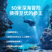 【国标特级】久年大连淡干海参干货辽刺参500g野生海生