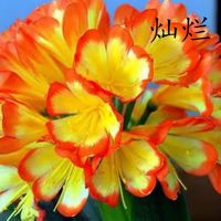 爱你一万年四季名贵君子兰盆栽带花苞室内花卉绿植大苗精品花卉盆景圆头和尚 【特级灿烂】 裸根4-6片叶+肥料