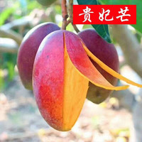 冰茜 海南贵妃芒 特大果 9斤/整箱 一斤约2个