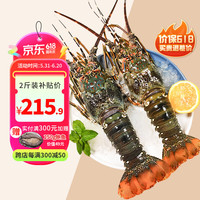 鲟食龙虾生鲜小青龙新鲜冷冻 超大青龙虾 海鲜大虾送礼 2只*4-5两/只 小青龙虾【尝鲜】