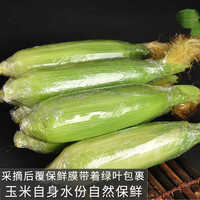 中鲜生 云南金银水果玉米9斤新鲜生吃甜玉米棒子苞谷米现摘糯包邮蔬菜10