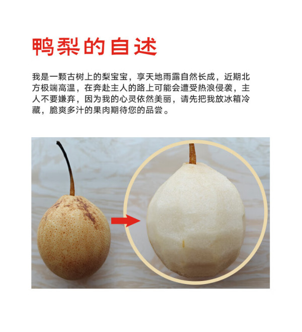mrseafood京鲜生河北鸭梨一级果净重45斤811粒生鲜水果源头直发