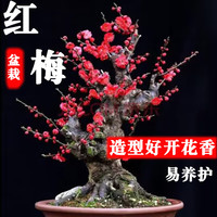 语安 四季开花梅花盆栽树苗红梅盆景树桩耐寒室内室外植物花卉带花盆栽 10年红梅（当年开花）