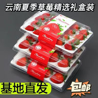 风之郁云南 红颜草莓  新鲜草莓 现摘现发 产地直发 当季草莓水果 云南草莓 9盒礼盒装一盒300g*24颗