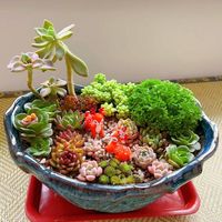 多肉植物组合盆栽精品肉肉套装花卉小盆栽植物九尾狐仙人屁股种植