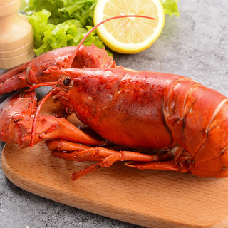 海蕴极鲜【活鲜】波士顿龙虾 鲜活波龙大龙虾新鲜活虾烧烤食材 9.8-10斤/只 1只