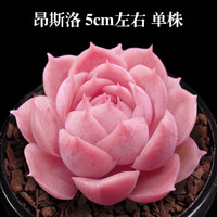 轩林美 多肉植物组合盆栽室内绿植花卉 昂斯若 5cm左右