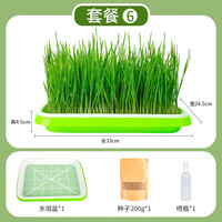 宠乐侠兔子草新鲜麦草种子小麦荷兰猪草龙猫豚鼠牧草种子兔粮提摩西草 套餐6：水培盆+种子*1+喷瓶 无规格