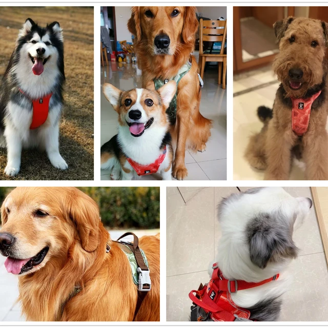 金毛七宝家 芬兰 Hurtta悍拓周末勇士系列限量狗狗胸背炫彩