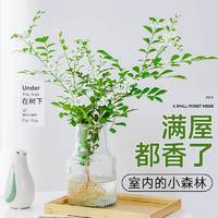 水培植物 九里香盆栽 30-40cm一株