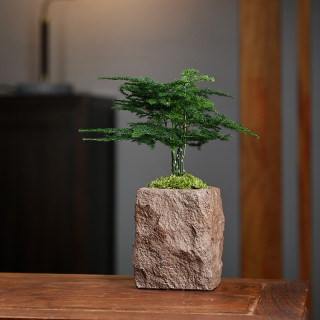 客器 文竹海岛罗汉松指尖微型盆栽桌面观叶植物拇指盆景迷你绿植小树苗