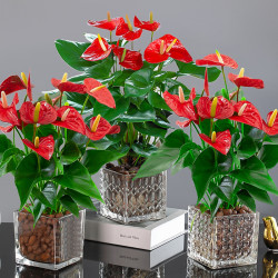 晒物红掌盆栽带花鸿运当头花卉室内好养大盆粉掌白掌一帆风顺盆栽水培