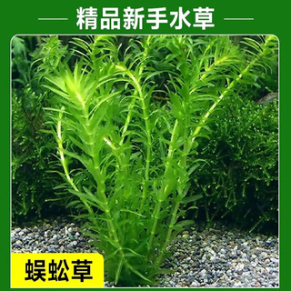 逸乐宠 水榕沉木水草植物鱼缸造景沉木带水草溶定植大水榕幽灵辣椒榕阴性 蜈蚣草6颗