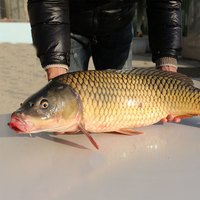 微山湖原生态鲤鱼新鲜生鲜鲜活四鼻鲤鱼大鱼活鱼现杀淡水鱼