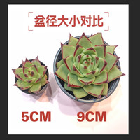 【单品】多肉植物好养一整箱种好萌肉绿植物组合盆栽