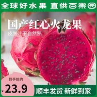 PAGODA百果园店 广西南宁国产红心火龙果当季新鲜水果红肉火龙果应季 5斤单果300g-400g