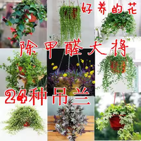 吊兰室内植物水培植物室内好养绿萝箩油画婚礼垂吊吸甲醛四季绿植