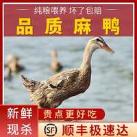 现杀鸭子农家散养麻鸭水鸭土鸭雁鸭鸭肉新鲜老鸭笨鸭