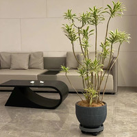 金边百合竹室内客厅大型造型绿植盆栽吸甲醛好养活金心百合竹