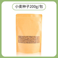 宠乐侠兔子草新鲜麦草种子小麦荷兰猪草龙猫豚鼠牧草种子兔粮提摩西草 小麦种子200g 无规格