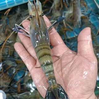 Brangdy罗氏虾鲜活速冻国产野生大河虾大头虾淡水虾生鲜餐厅烧烤超大只 精选罗氏虾 1斤装-15-18只