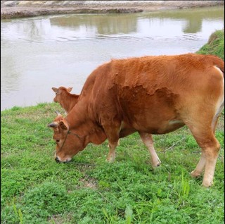 牛腩肉新鲜牛肉整块原切黄牛肉散养精品五花肉瘦肉真空装冷链