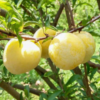 青渊 蜂糖李子树苗矮化果树苗恐龙蛋杏李南方北方种植脱骨青脆李脆红李树苗 蜂糖李2公分粗(带分杈 ) 默认1