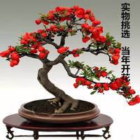 昊兰诺 四季开花日本重瓣海棠花盆栽花卉观花植物室内盆景树桩大花苗 5年长寿冠海棠(造型)