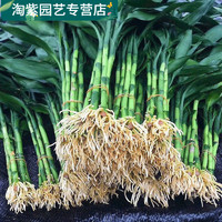 拾爱 富贵竹养客厅带根须水培植物吸甲醛粗支大叶套装 不带根2棵35CM