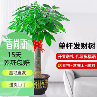 花友 大型植物辫子发财树各种大颗开业乔迁盆栽客厅办公室内大型花卉 单杆发财1.3米-1.5米+黑福+彩带