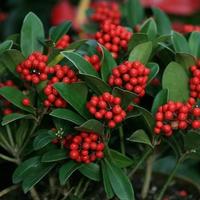 农民老史 富贵籽红凉伞年宵花卉黄金万两室内盆栽客厅观赏花卉 富贵子40-50厘米左右带红果 原土发货