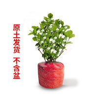 两草三花 小号茉莉花+肥料 2颗