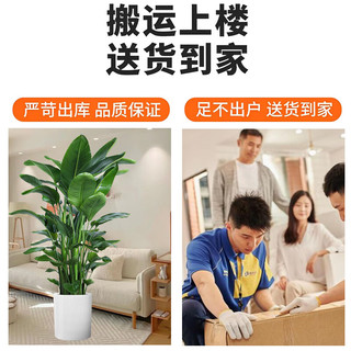 花行榜天堂鸟盆栽客厅办公室内大型绿植鹤望兰花卉大叶植物新房家用 