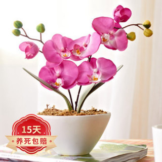 欧悟 蝴蝶兰花苗盆栽室内观花植物公主蝴蝶兰+透明原盆+原土