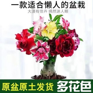 others 其他 重瓣沙漠玫瑰花苗盆栽四季花卉绿植物老桩室内阳台小盆景开花不断