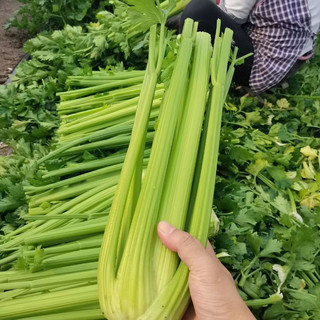 京地达山东榨汁西芹 鲜鲜蔬菜 现摘 净含量1.5kg 源头直发 去半叶大西芹3斤