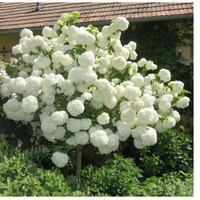 千特中华木绣球花种子非斗球南北方种植白麻球室外庭院地栽盆栽易养活 木绣球种子20粒