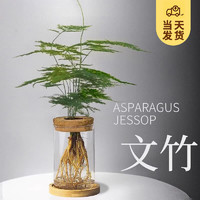 移动端、京东百亿补贴：KaiShiguo Plants 开时果 水培植物文竹（玻璃瓶+竹托）