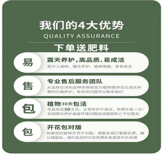 爱你一万年四季名贵君子兰盆栽带花苞室内花卉绿植大苗精品花卉盆景圆头和尚 【特级大将军】 裸根4-6片叶+肥料