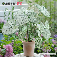 趣植宇宙白色恋人彩叶芋种球根阳台客厅室内办公观叶绿植植物