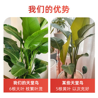 双盟天堂鸟大型植物客厅绿植盆栽办公室内鹤望兰好养落地源头直发