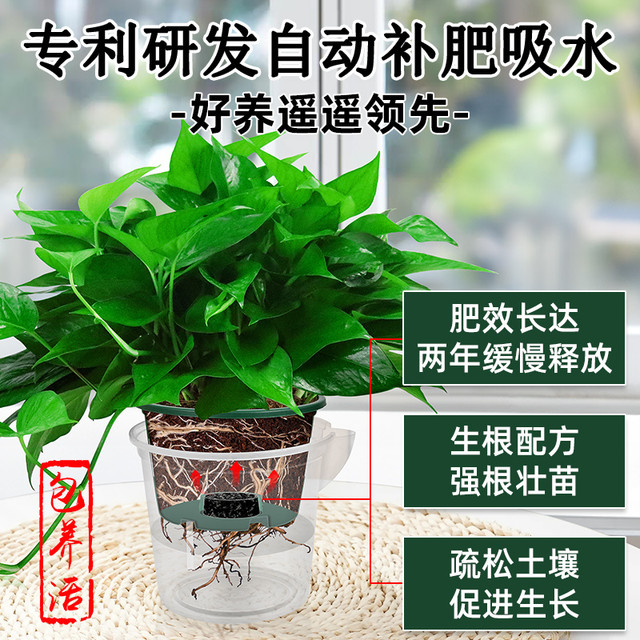 88VIP：牵鲜 绿萝盆栽室内植物吸甲醛绿箩长藤大叶新房家用除甲醛绿植水培绿罗