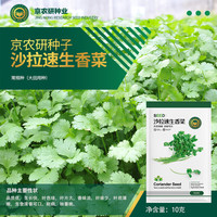京农研农科院蔬菜种子大叶香菜四季小葱鸡毛菜红苋菜芝麻菜空心菜种籽孑 京农研沙拉速生香菜10克