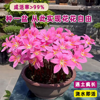 风雨兰多年生种球四季开花葱兰好养易活植物庭院阳台花卉耐寒耐热