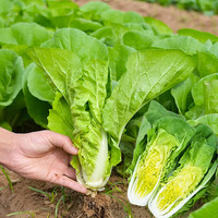种菜记速生小白菜种子快菜种籽生长速度快纤维少耐热耐湿菜园盆栽蔬菜籽 光速快菜5克(小菜园）